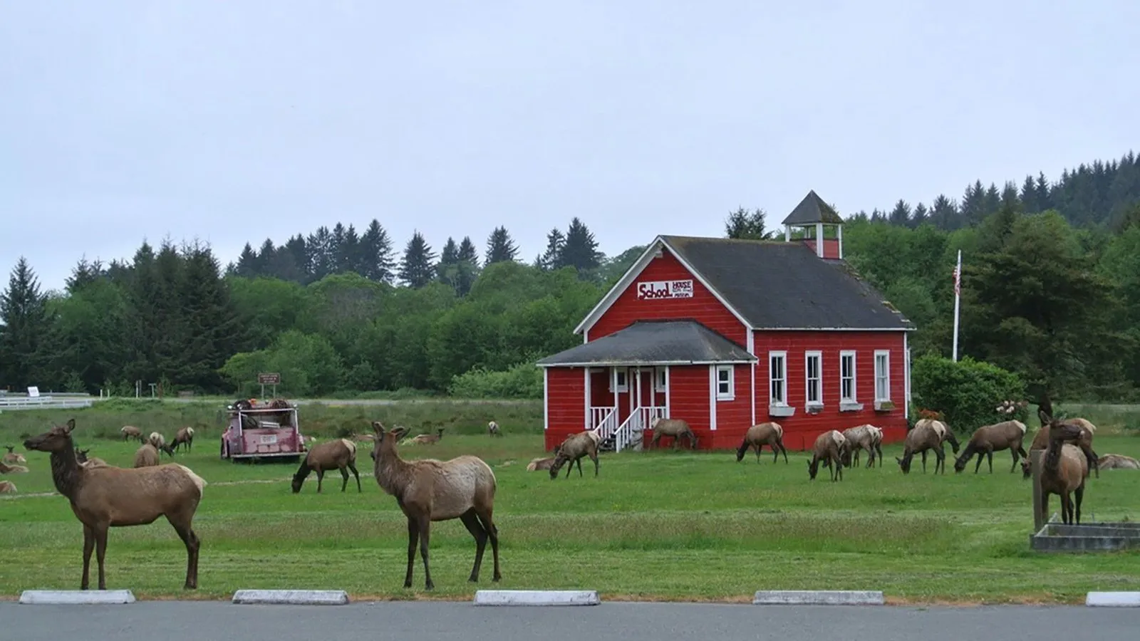 Roosevelt elk grazing in front of a little red schoolhouse